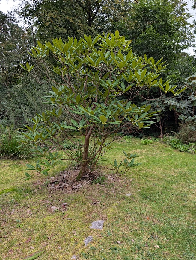 Rhododendron in Achamore Gardens.